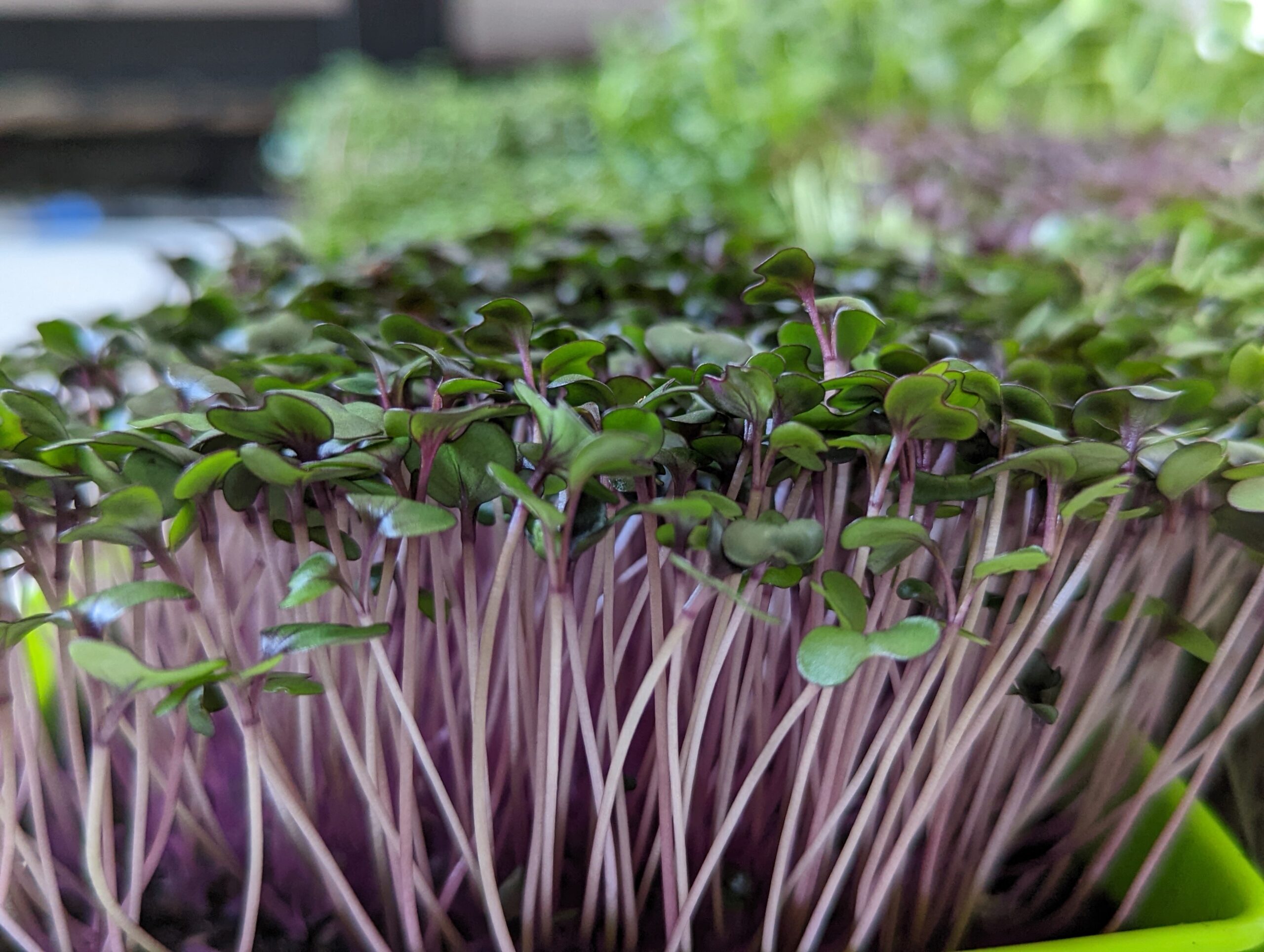 microgreen red acre cabbage