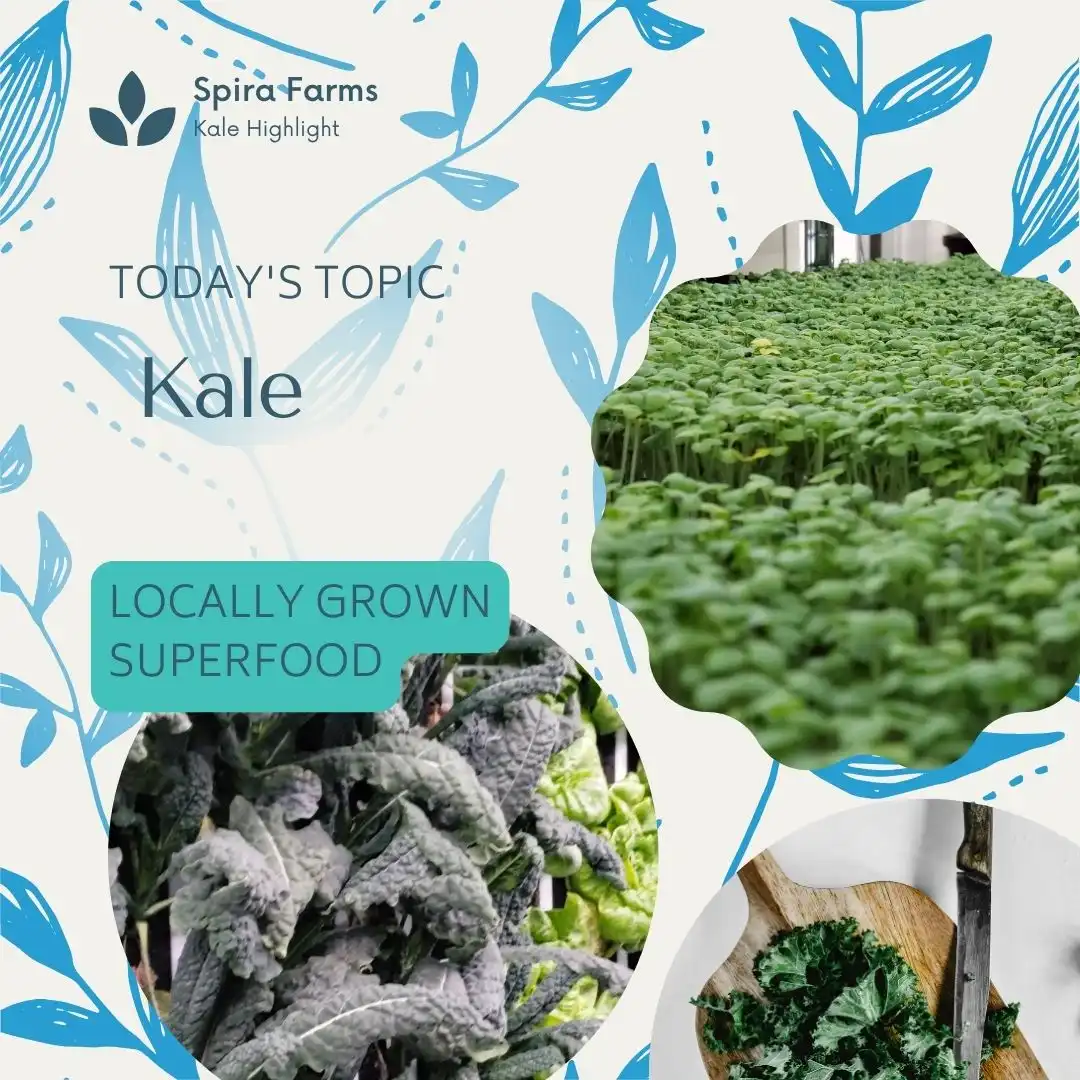 Microgreen Kale